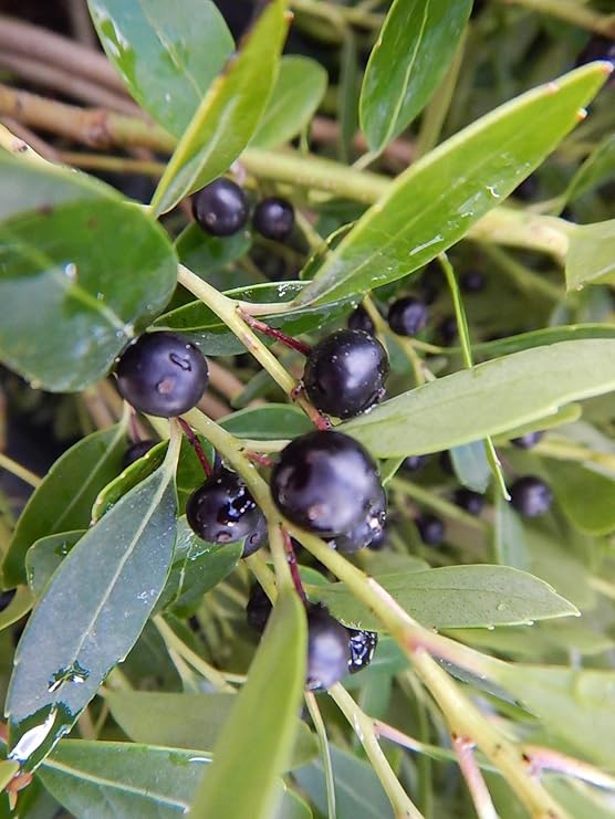 Green Promise Farms Ilex GLABRA `DENSA` (Inkberry Holly