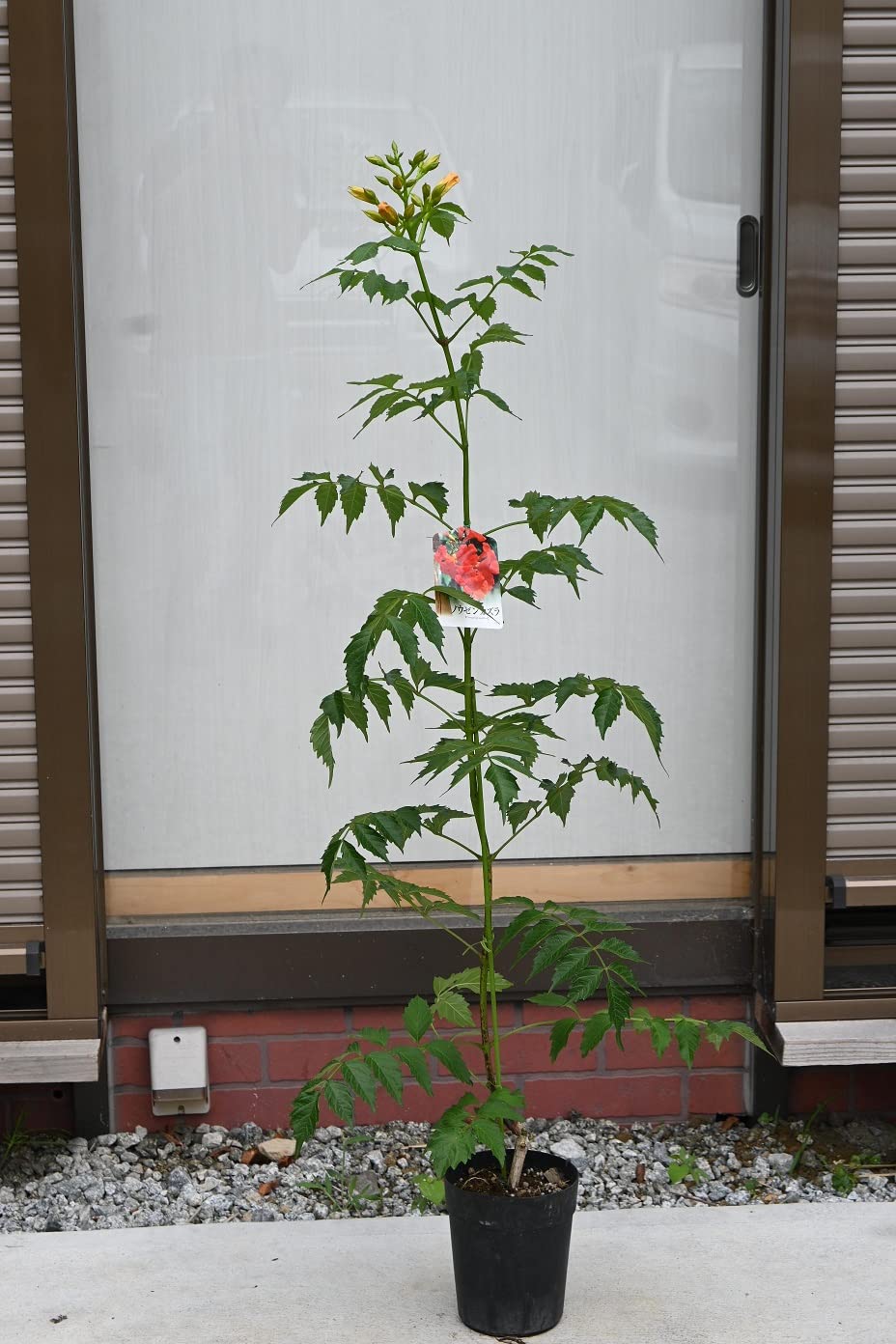 Amazon.co.jp: ノウゼンカズラ苗 赤花 : DIY・工具・ガーデン Amazon.co.jp: ノウゼンカズラ苗 赤花 : DIY・工具・ガーデン