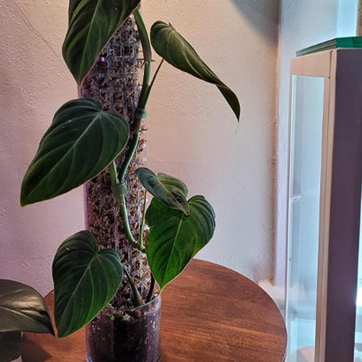 モンステラ・ポトス k Amazon | 園芸支柱 モスポール モンステラ観葉植物 ポトス ヘゴ