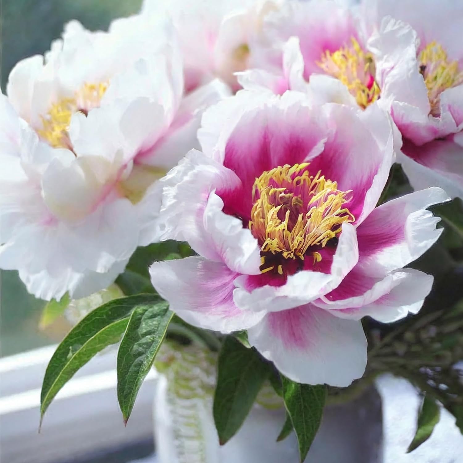 Garden State Bulb Cora Louise Pink Itoh Peony Flower Bulbs, Spring Planting (Bag of 2)