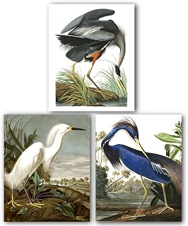 Bird Prints, Set Of 3, Audubon, Heron, Great, Louisiana, Snowy, 8 x 10 inches, Unframed