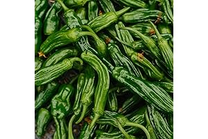 Clovers Garden Shishito Japanese Sweet Pepper Plants: Flavorful, Unique Addition to Your Garden