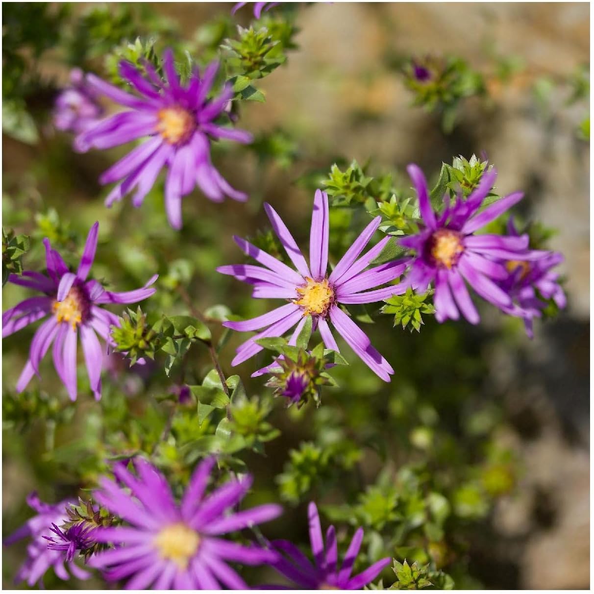 Everwilde Farms - 1/4 Lb Silky Aster Native Wildflower Seeds - Gold Vault