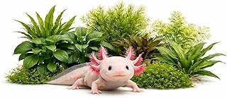 Axolotl Live Plants Bundle - 3 Species Starter Kit | Java Fern, Hornwort & Water Sprite - Cold Water Safe, No CO2 Needed - Beginner Axolotl Tank Plants (3)