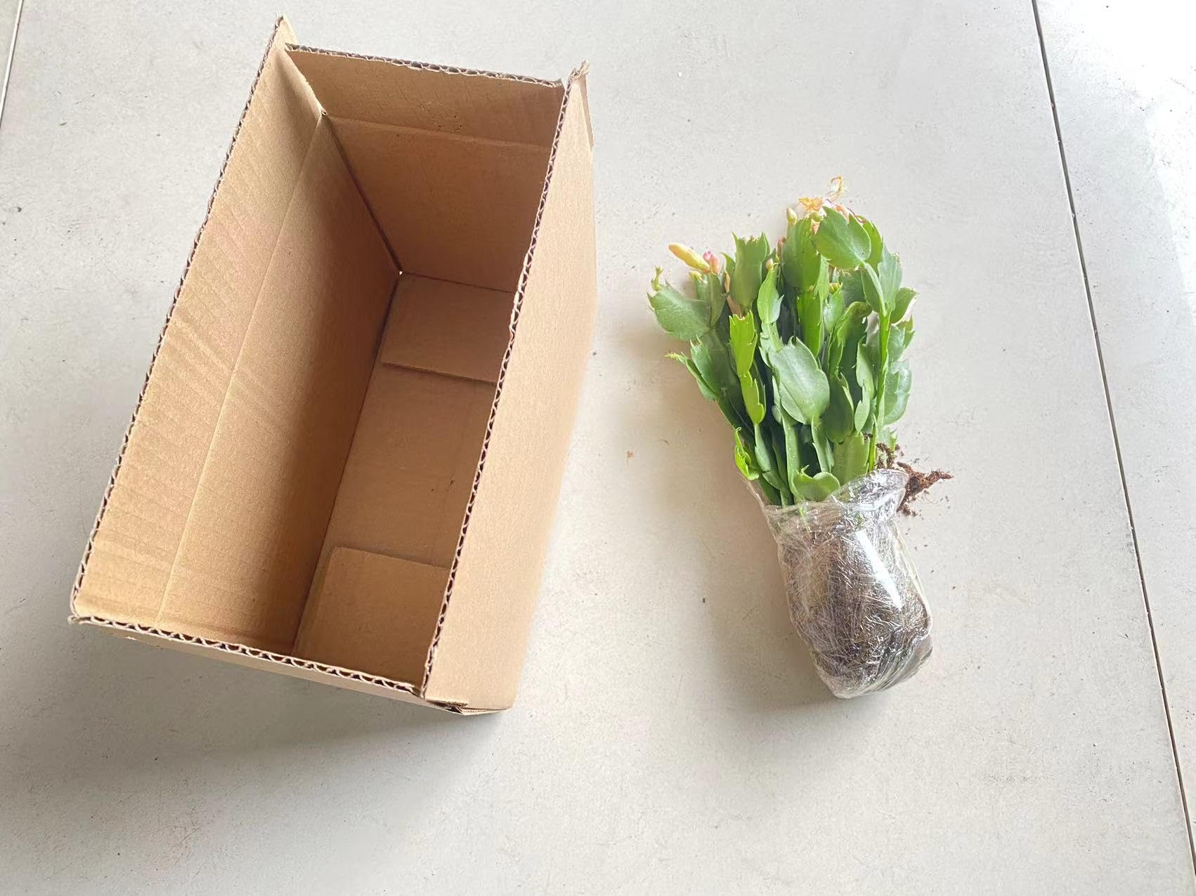 Amazon.com : LanQx Christmas Cactus (Zygocactus)-Indoor Potted