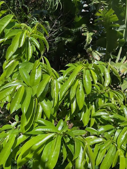 Soursop Tea Leaves Graviola (Organically Grown Maui - USA) Maximum 3 per order allowed - Image 5