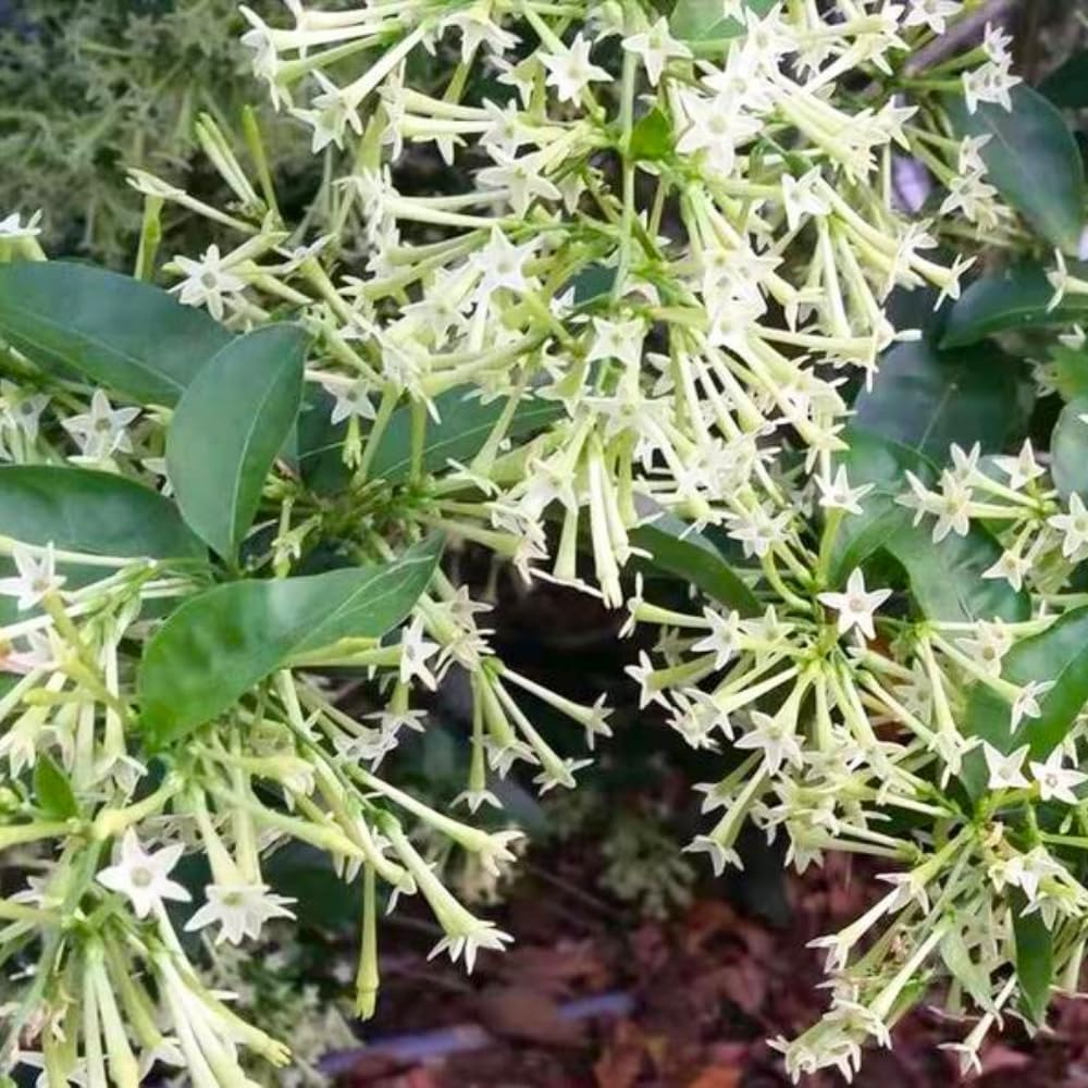 3 Night Blooming Jasmine Plants Live, 5 Inches 6 Inches Tall, Live Fragrant Jasmine Plant