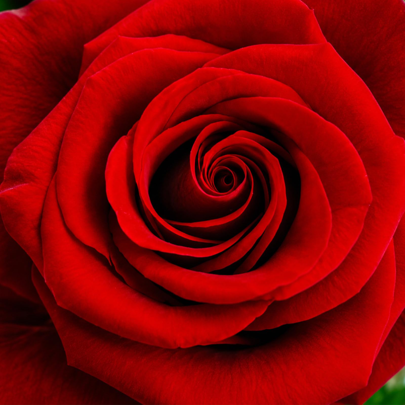 ADDWel Bouquet Rose Eternelle Cadeau Saint Valentin Femme - Bouquet de Fleurs Eternel Rose Éternelle Cadeau Anniversaire Femme Epouse Maman Copine pour St Valentin Noel Fete des Meres