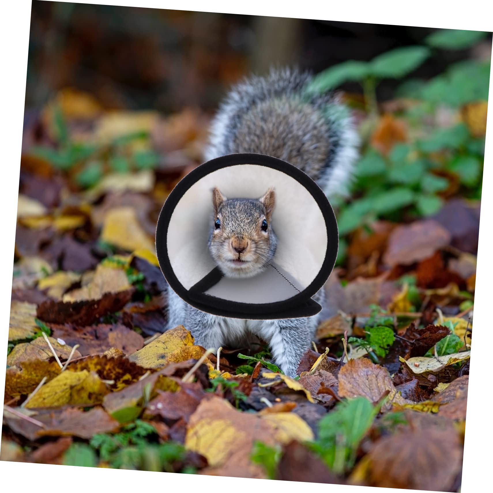 Parliky 2Pcs Pet Neck Protector Creative Hamster Collar Rings Pecking Neckband for Hamsters Breathable Durable Design for Wound Protection and Grooming Adorable Look