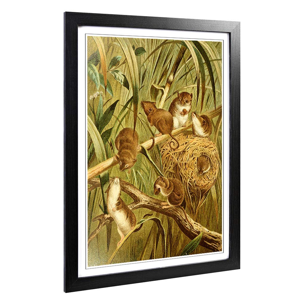 Big Box Art Framed Print of Vintage Brehms Tierlben Field-mice Design | Wall Art Picture | Home Decor for Kitchen, Living Room, Bedroom, Hallway, Black, A2 / 24.5x18 Inch / 62x45cm
