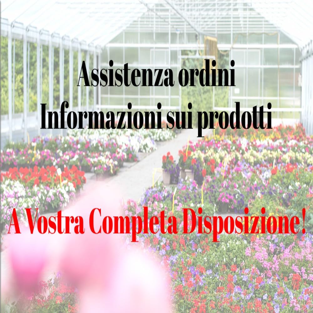Pianta di Limone Femminello Siracusano in Fitocella - Produttivo e Succoso