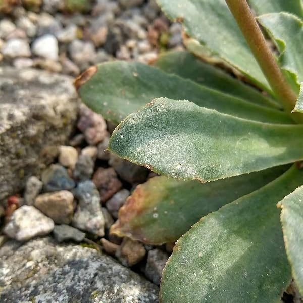 Bloomique - Set of 6 - Lewisia Cotyledon Elise - Lewisia - Abundant flowering - Hardy - Perennial - Height 10-20cm - Pot 9cm - 2