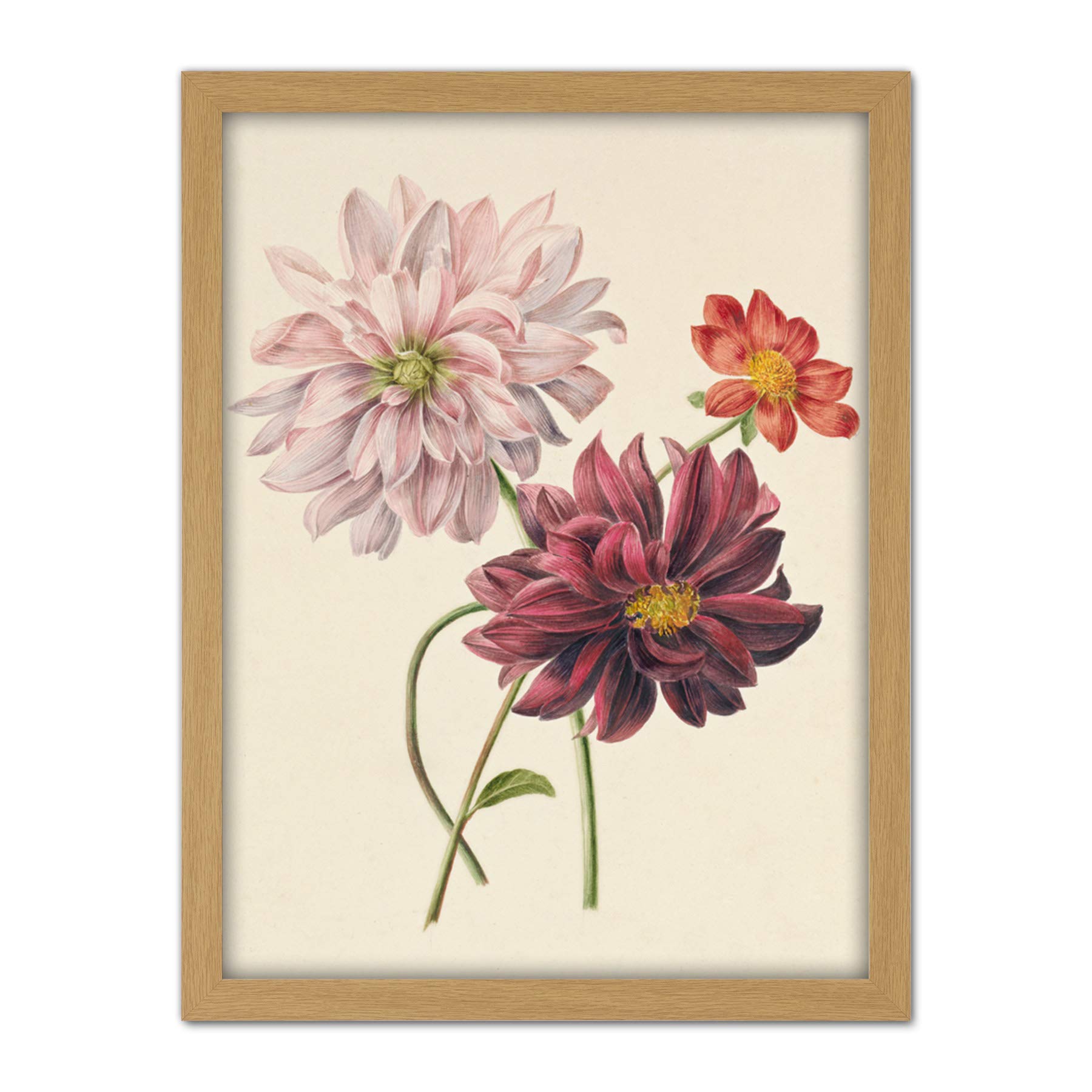 Artery8 Willem Hekking Dahlias Flowers Pink And Purple Artwork Framed Wall Art Print 18X24 Inch