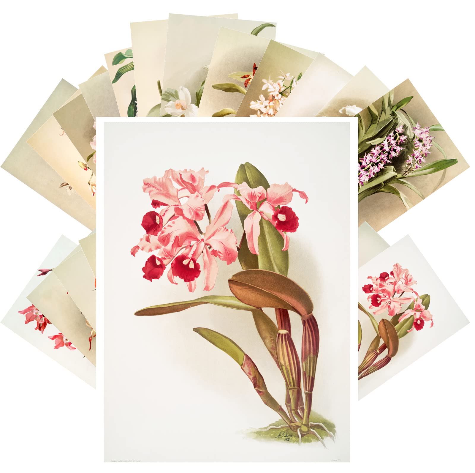 PIXILUV Vintage Postcards (24 pcs 4"x6" each) Fantastic Orchid Flowers Antique Botannical Book Illustration Vintage Notecards Retro Greeting Card