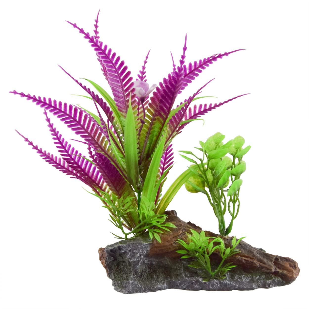 kentia palme pflege standort Kentiapalme – Elegante Zimmerpflanze für drinnen und draußen – XXLplant main image 1