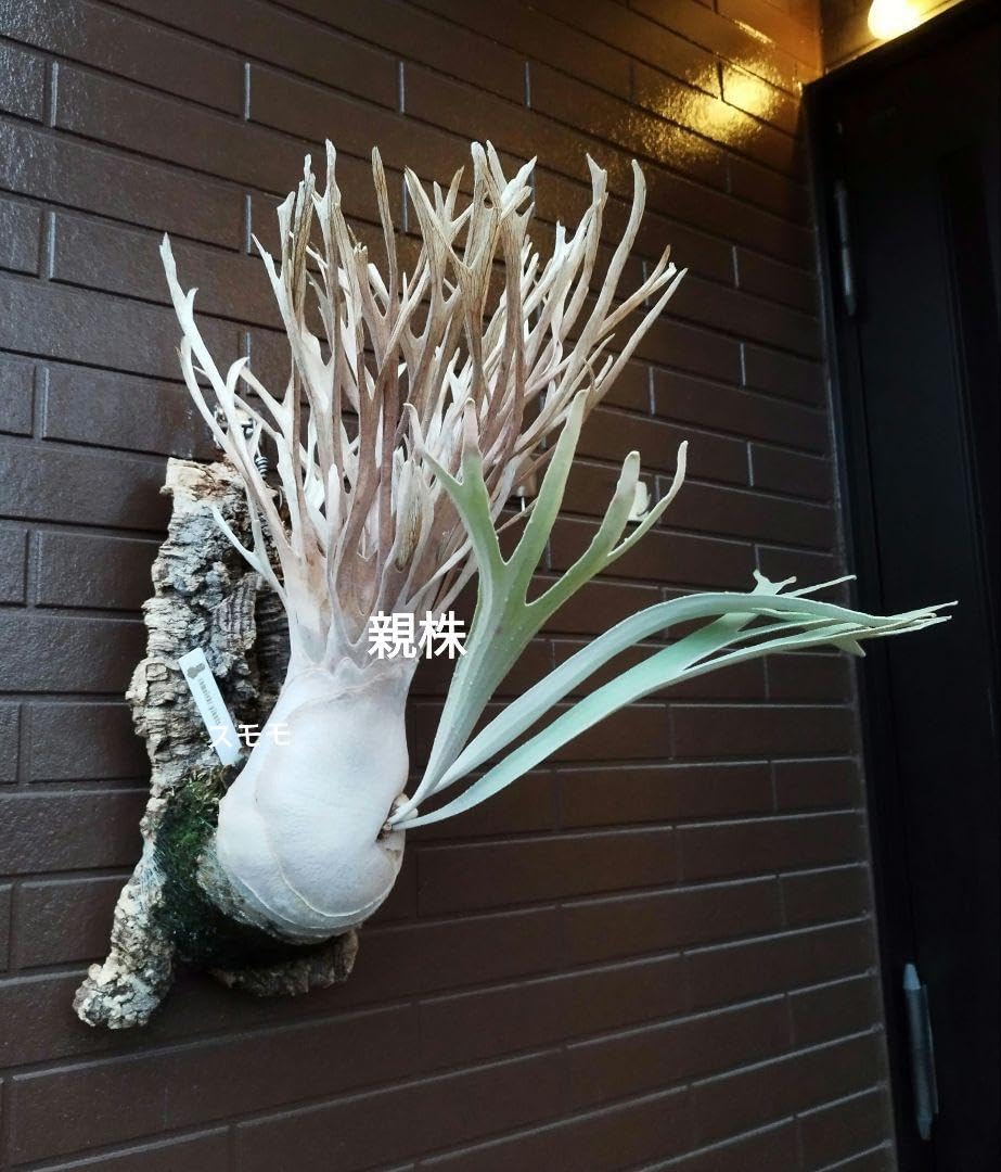 Monster veitchii #1 (oc) 株分 ビカクシダ Monster veitchii #1 (oc