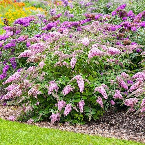 350+ Mix Butterfly Bush Seeds -Perennial Ornamental Shrub Seeds, Drought-Tolerant & Low Maintenance, Ideal for Outdoor Gardens & Pollinator