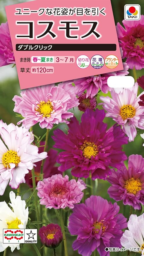 Amazon タキイ種苗 コスモス ダブルクリック 花
