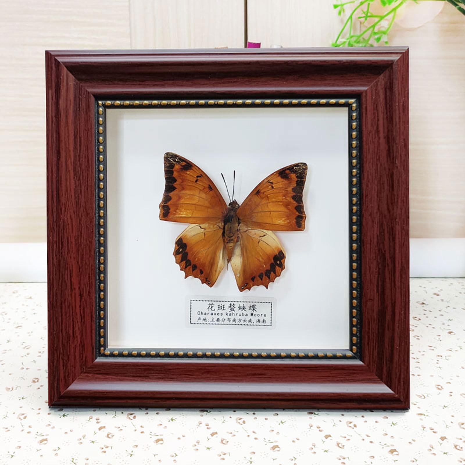Echter Taxidermie-Schmetterling, Taxidermie-Schmetterlinge, exquisite Schmetterlinge, Insektenprobe, montiert unter Glas in handgefertigtem schwarzem Holzrahmen,