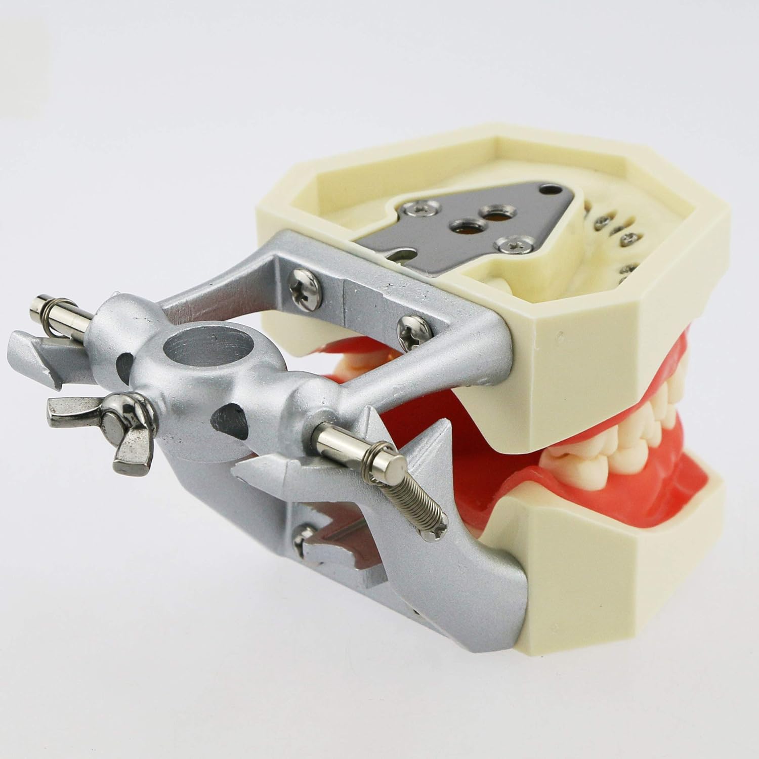 Typodont Teeth Model Standard Size with 28 Removable Teeth Compatible Kilgore Nissin 500 Type Soft Gum for Dental Teaching Practice (M8011)