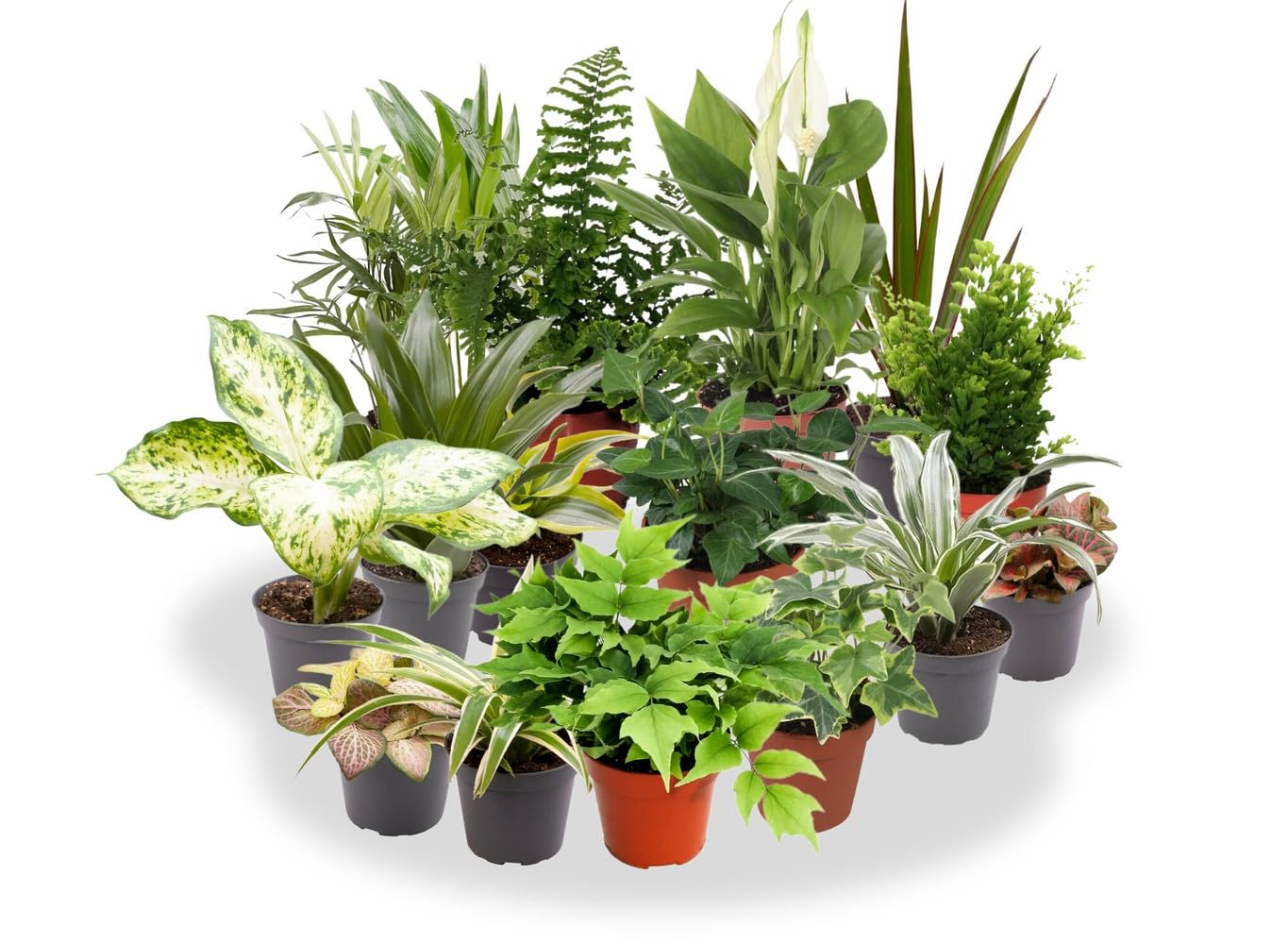 Garden Center shop | Pack ahorro 10 Plantas de Interior Variadas |Purificadoras de Aire | Decorativas y de Bajo Mantenimiento | Ideal para Hogar u Oficina | Plantas Naturales Vivas