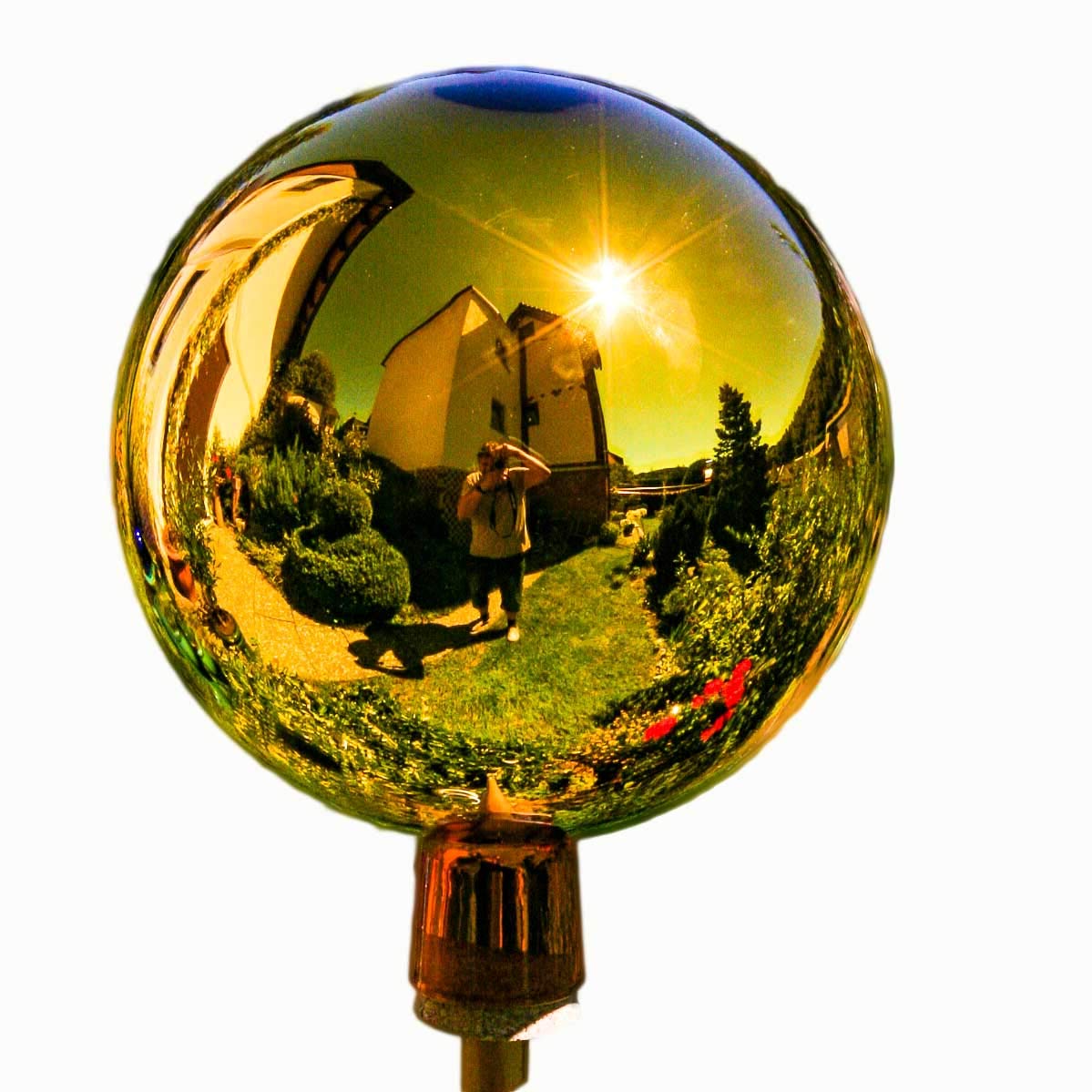 Boule de roses de jardin Thuringer dorée pour illuminer vos massifs