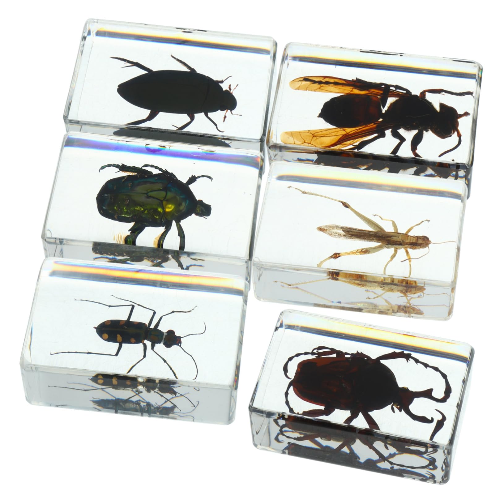 Gatuida 6 Piezas De Espécimen De Insecto En Resina Colección De Insectos Insectos Conservados En Resina Pisapapeles Colección De Insectos Pisapapeles Decoración Del Hogar Insecto