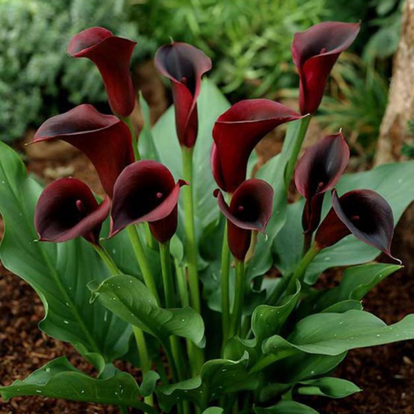 Calla Lily Bulbs for Planting Now UK Ornamental Perennial Excellent Display Plant Bulbs Greening Flower Good for Containers/Natural Organic Easy Plant Perennial-6bulbs-G