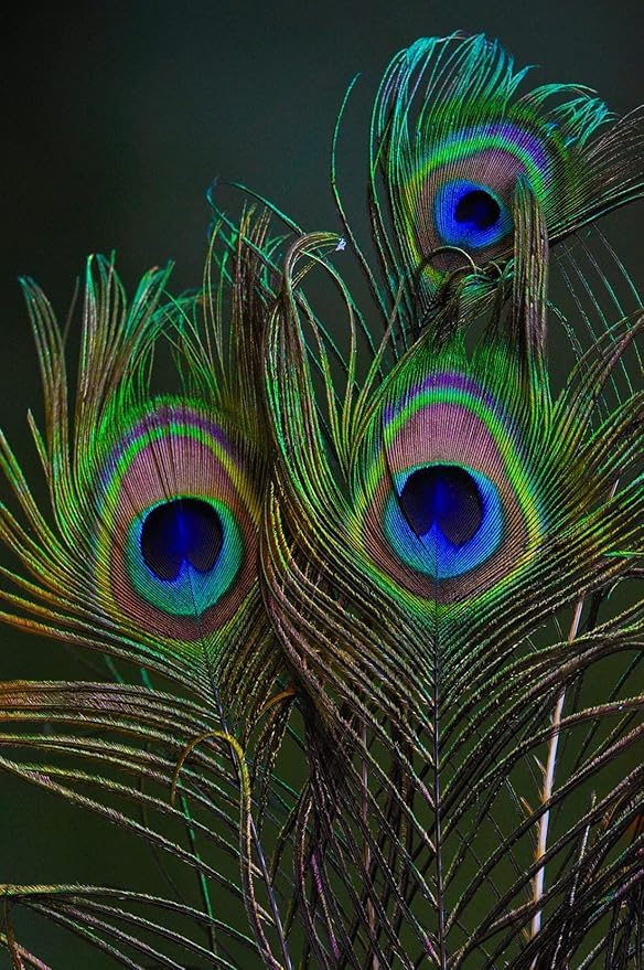 YARNLAY Natural Peacock Feather 30-35 Inch | Mor Pankh | Real Peacock | Feather Tails for Home Decor Full Length | Good Luck Art and Craft & Worship (5)-image-33