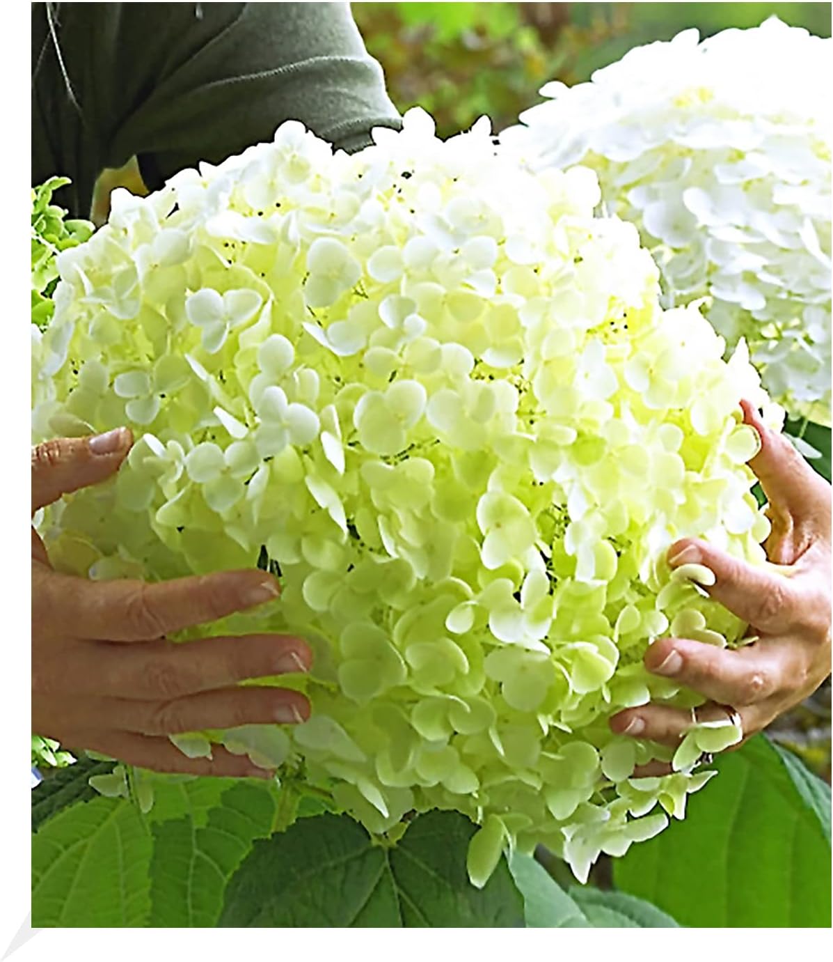 BALDUR Garten FreilandHortensien 'Incrediball®', 1 Pflanze, Hydrangea