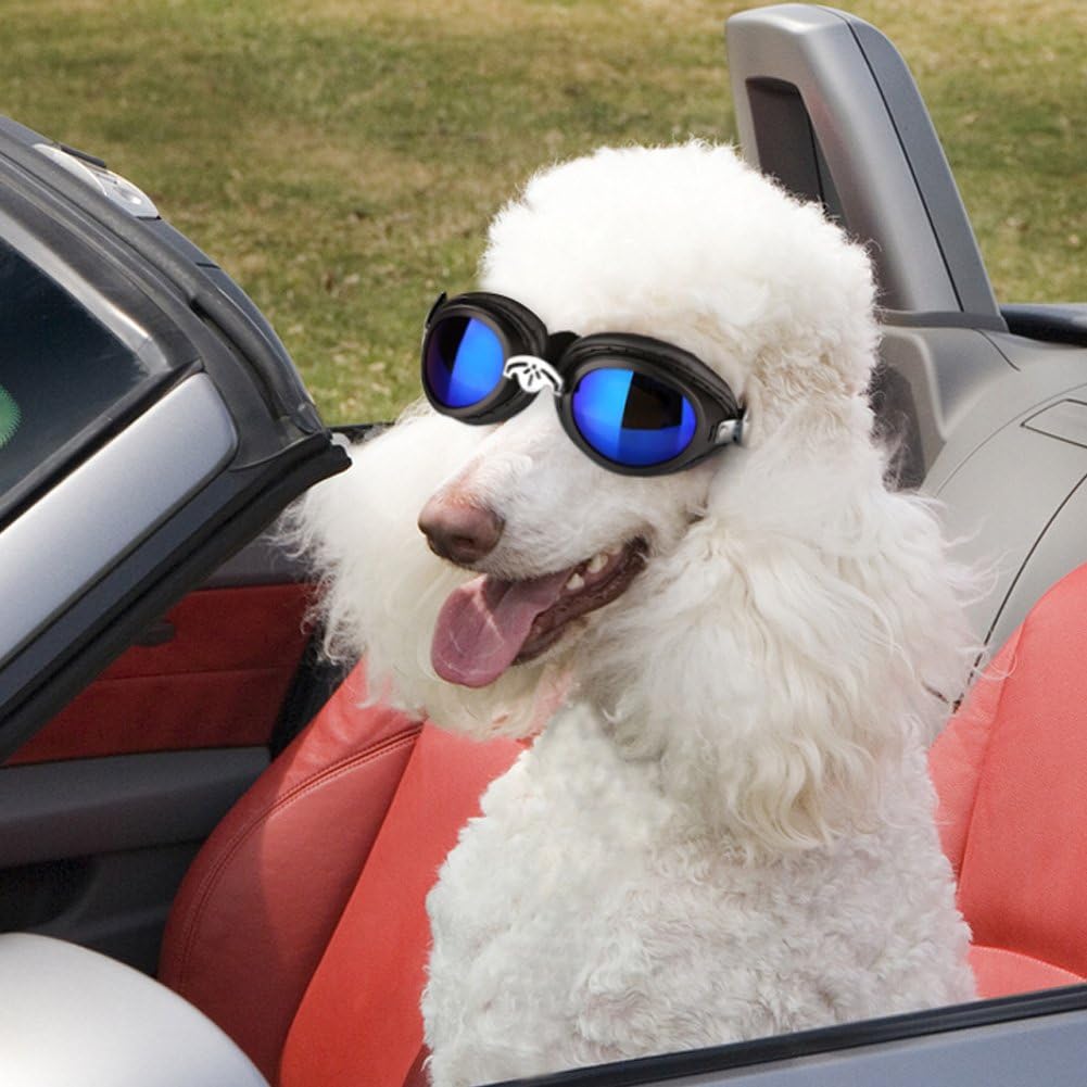 dog driving goggles