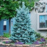30Pcs Blue Spruce Evergreen Tree Seeds for Planting - Drought Tolerant