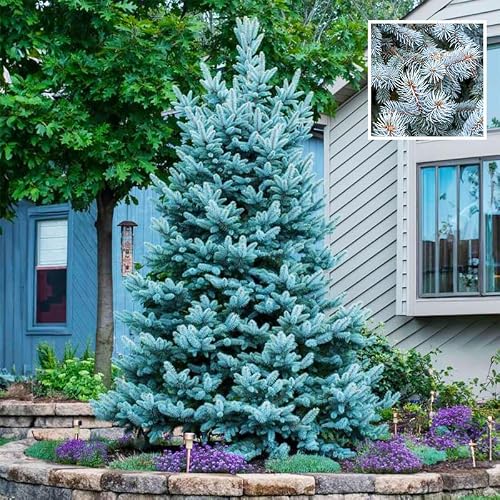 30Pcs Blue Spruce Evergreen Tree Seeds for Planting - Drought Tolerant