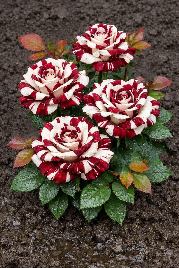 Harvested Rare Rose Plant - Hardy Perennial Rose Shrub - Well-Developed Rhizomes - Richly Fragrant - Suitable for Potted and Ground Planting/that Grow Fast/Golden Jade Carving-1 Root-F