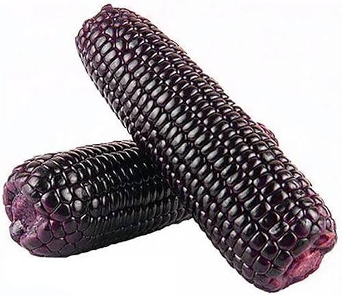 Miniatura 2 de QAUZUY GARDEN Semillas de maíz de pedernal morado, semillas de maíz peruano morado de 1 onza, reliquia y sin OMG, fáciles de cultivar, gran regalo