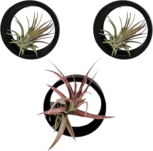 Miniatura 2 de It Blooms 3 anillos de bambú para plantas de aire, para colgar o montar en la pared. Soporte único para plantas de aire naturales - Plantas pequeñas