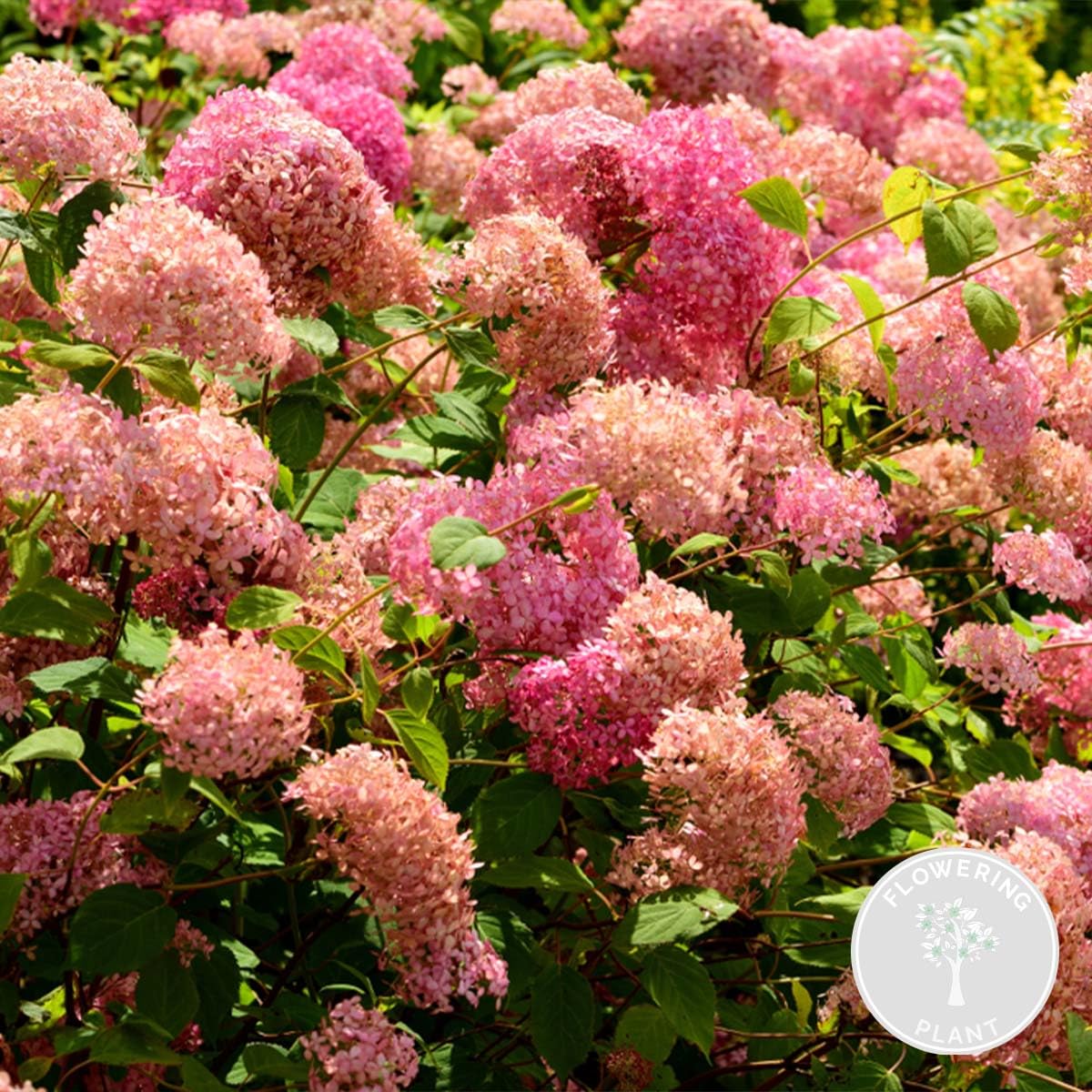 Bloomique - Hydrangea Pink Annabelle - Hortensia - Rose - Plantes de jardin - Résistante au gel - Hauteur 40-50 cm - Pot 19 cm