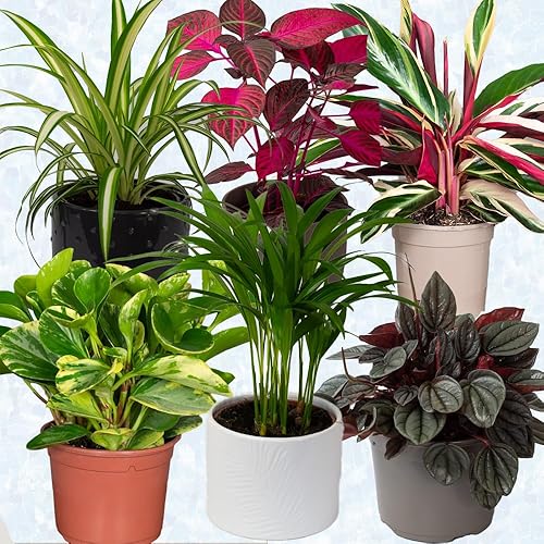 6 x Pet Friendly House Plants