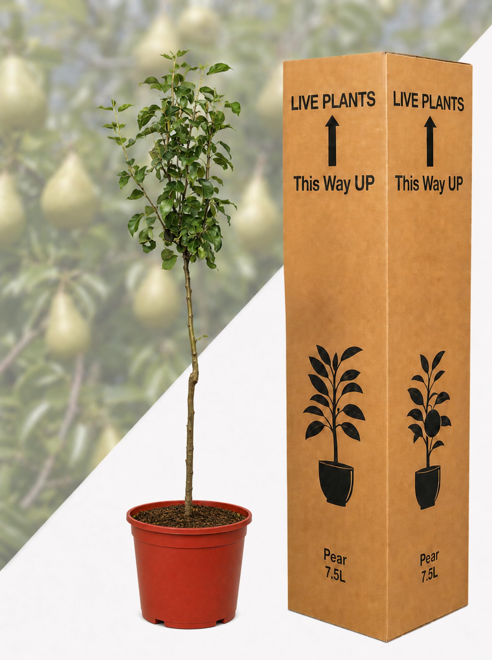 Grow Your Own Conference Pear Tree in 7.5L Pot – Established Fruit Tree