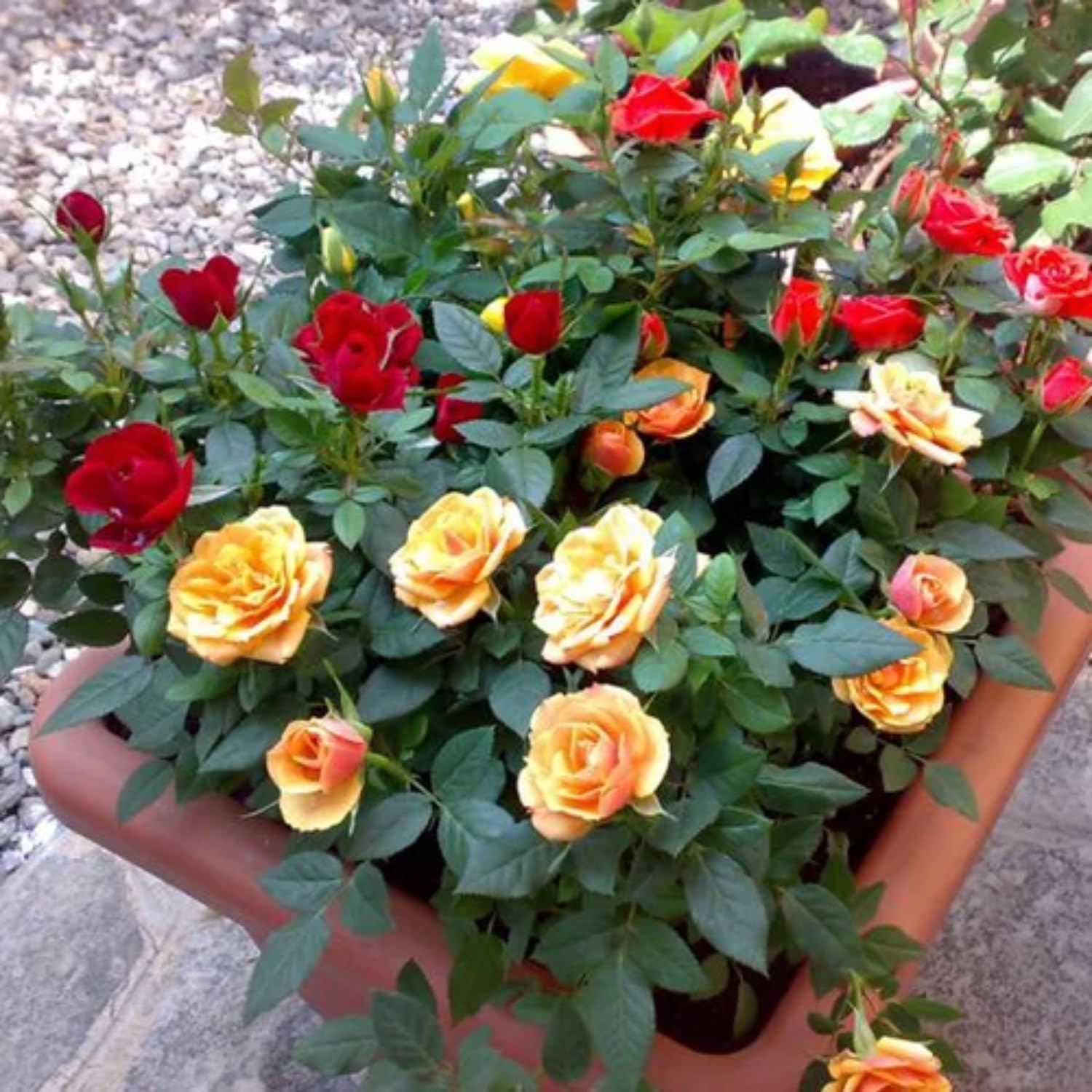 2 Rose Plants Live, Rose Bush Live Plants, Fragrant Rose Flowers, Well Rooted 5-10 Inch Tall, No Pot (Mixed Random Rose)