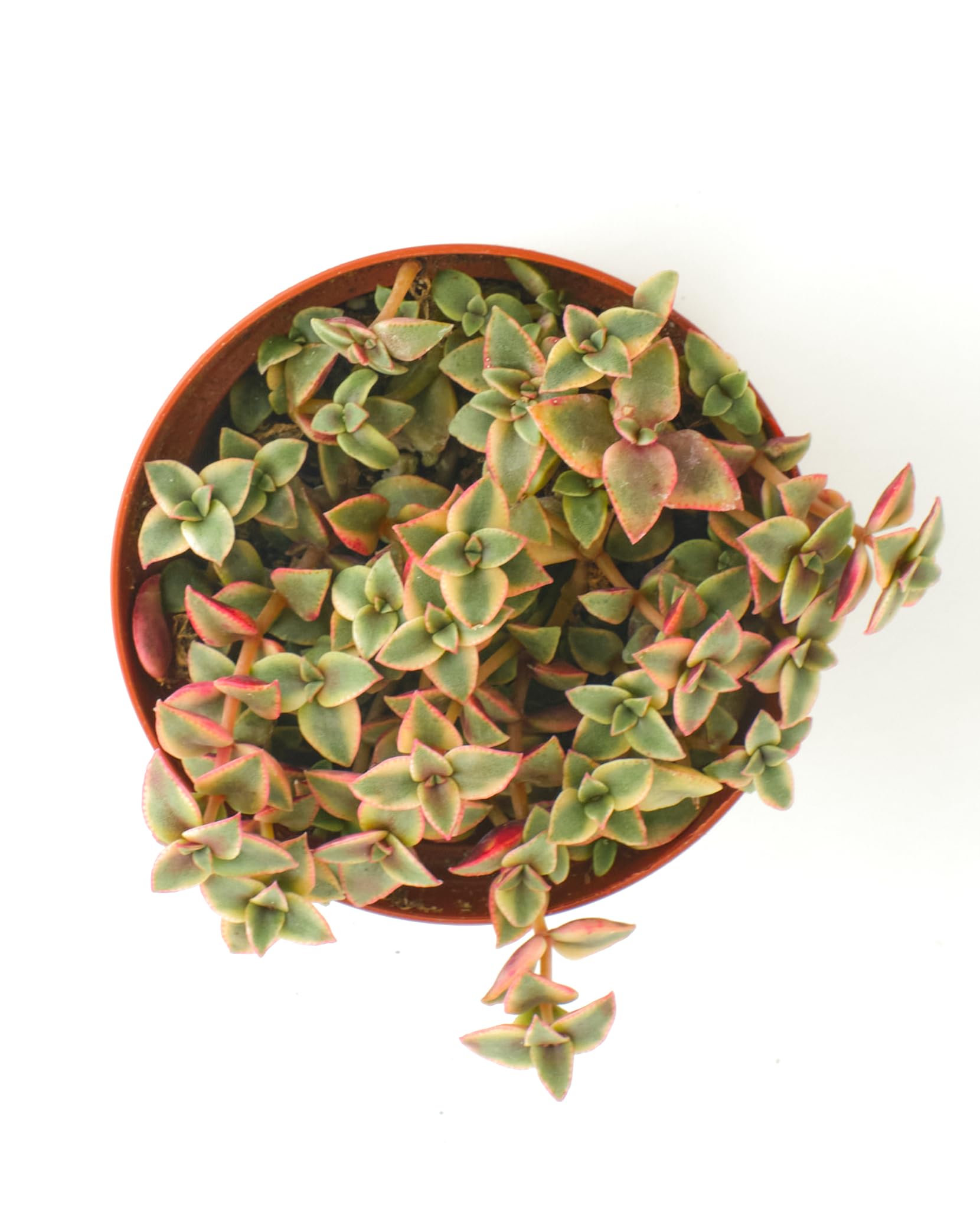 Amazon.com: Shop Succulents: Succulents & Cactus