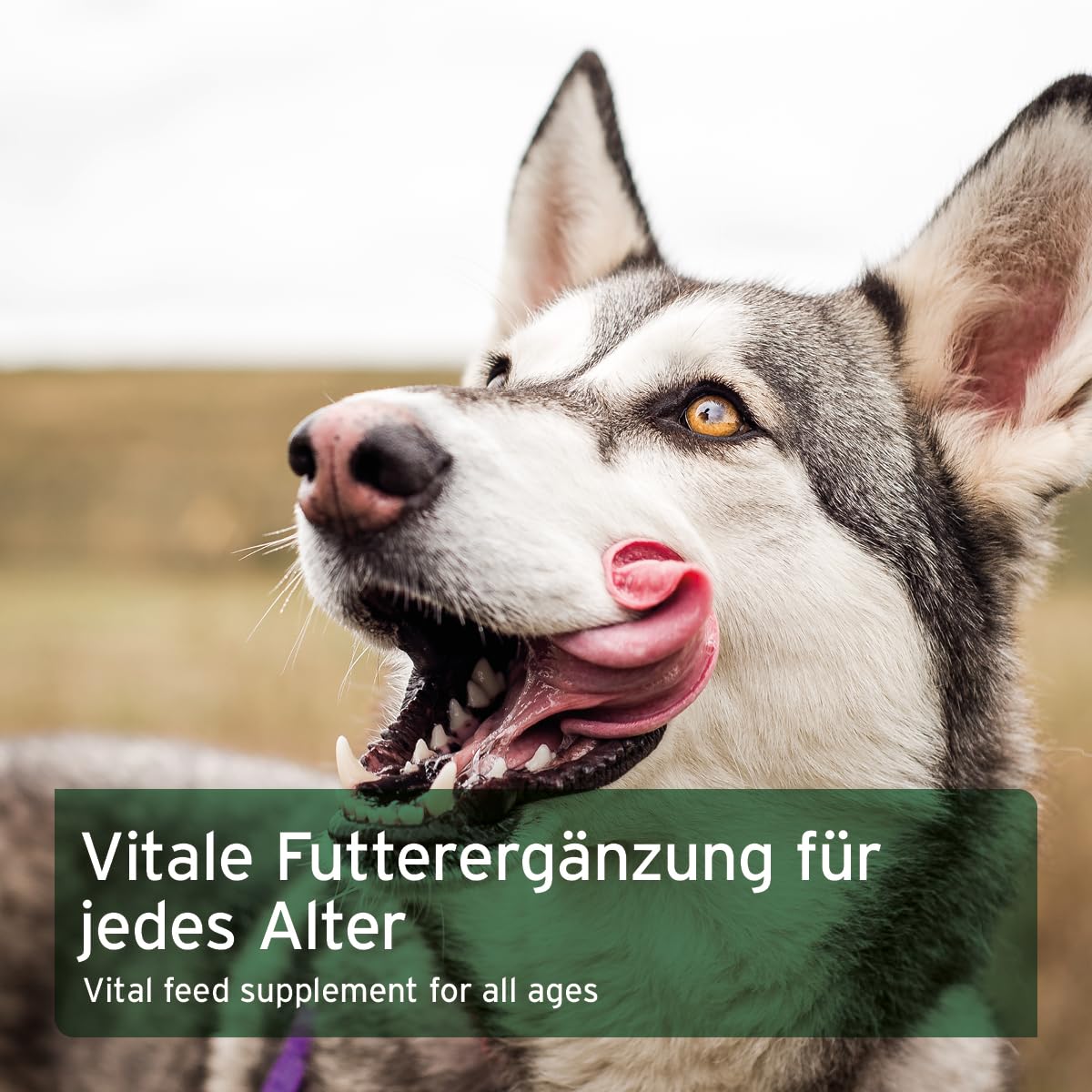 AniForte Barf Zusatz für Hunde Früchte und Gemüse mit Kräutern 5kg - Naturprodukt, Barf Ergänzungsfutter, glutenfrei, Flocken ohne künstliche Zusätze, 100% Natur Ergänzung barfen, Futter