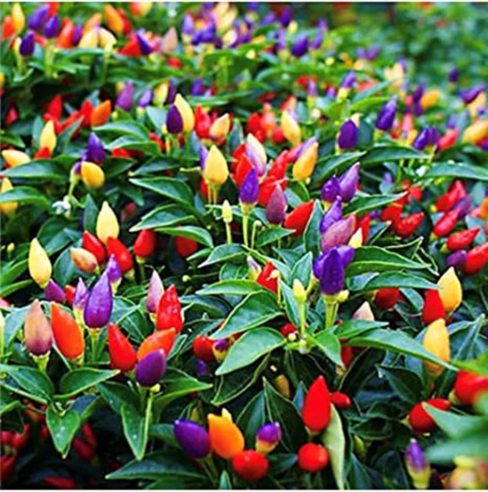 Nature Mayaa Onnamantal chilly choise plant seeds (B0B34CHXKX) Amazon Price History, Amazon Price Tracker