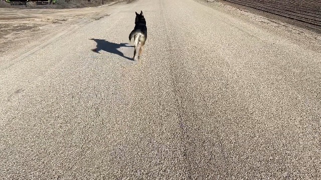 YUMA'S Glucosamine for Dogs - Hip and Joint Supplement for Dogs - 170 Ct - Glucosamine Chondroitin Chews - Joint Pain Relief Supplement with MSM - Advanced Health - Mobility Support - Made in USA - image 7