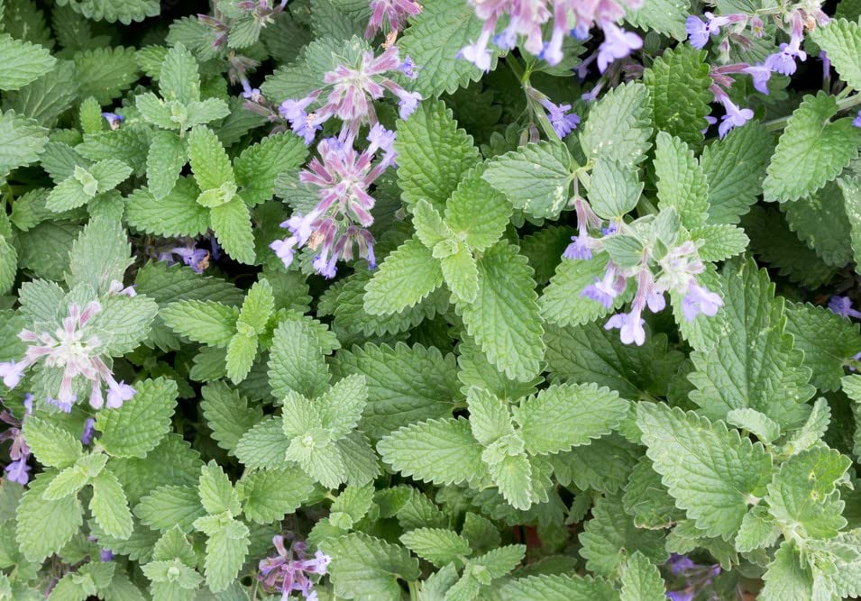 Catnip Mint Live Plant in 4 inch Planter - 2 Pack - The Murphy-Rigby Homestead