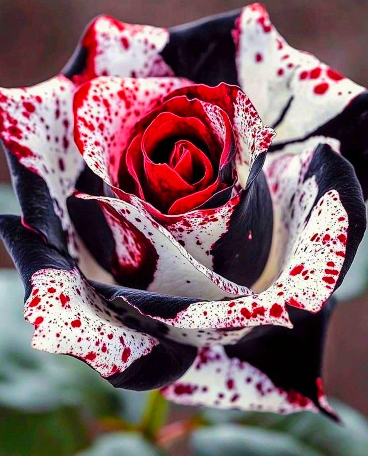 Rare Rose Bulbs Can Be Planted Now UK, Surprise Growth, Garden Decoration, No Watering Required, Fragrant Flowers, Suitable for Autumn-1 Rhizome-F