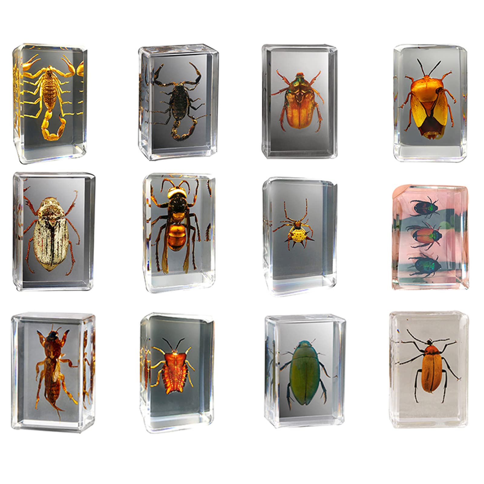 Live Insect Specimens Packing Welcome To Bugs Direct Ltd | Leading