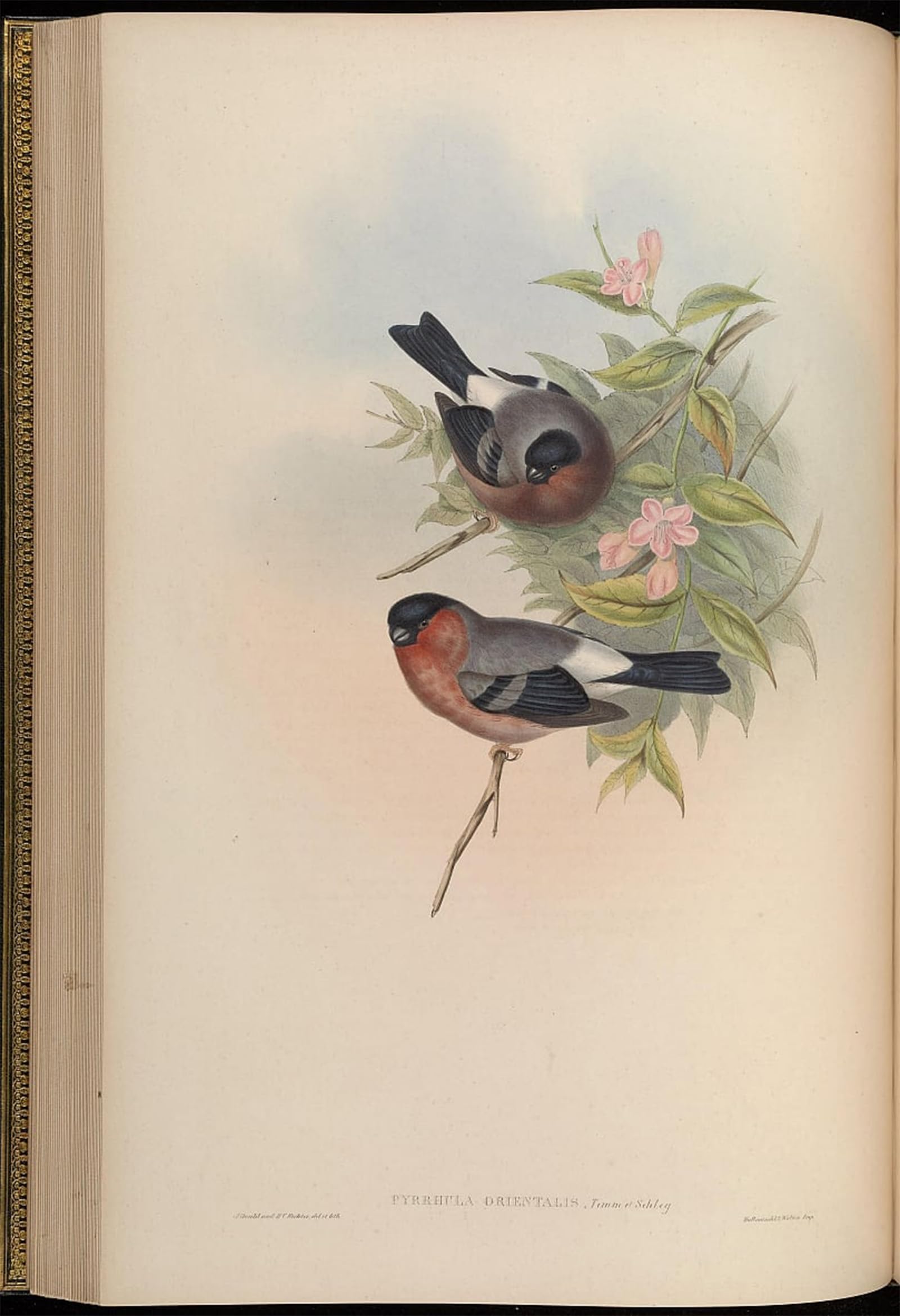 Tableau oiseau Pyrrhula de John Gould impression wall art 60x90cm - 5