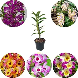 Muda Orquídea Dendrobium Cor Mista Variada Olho De Boneca