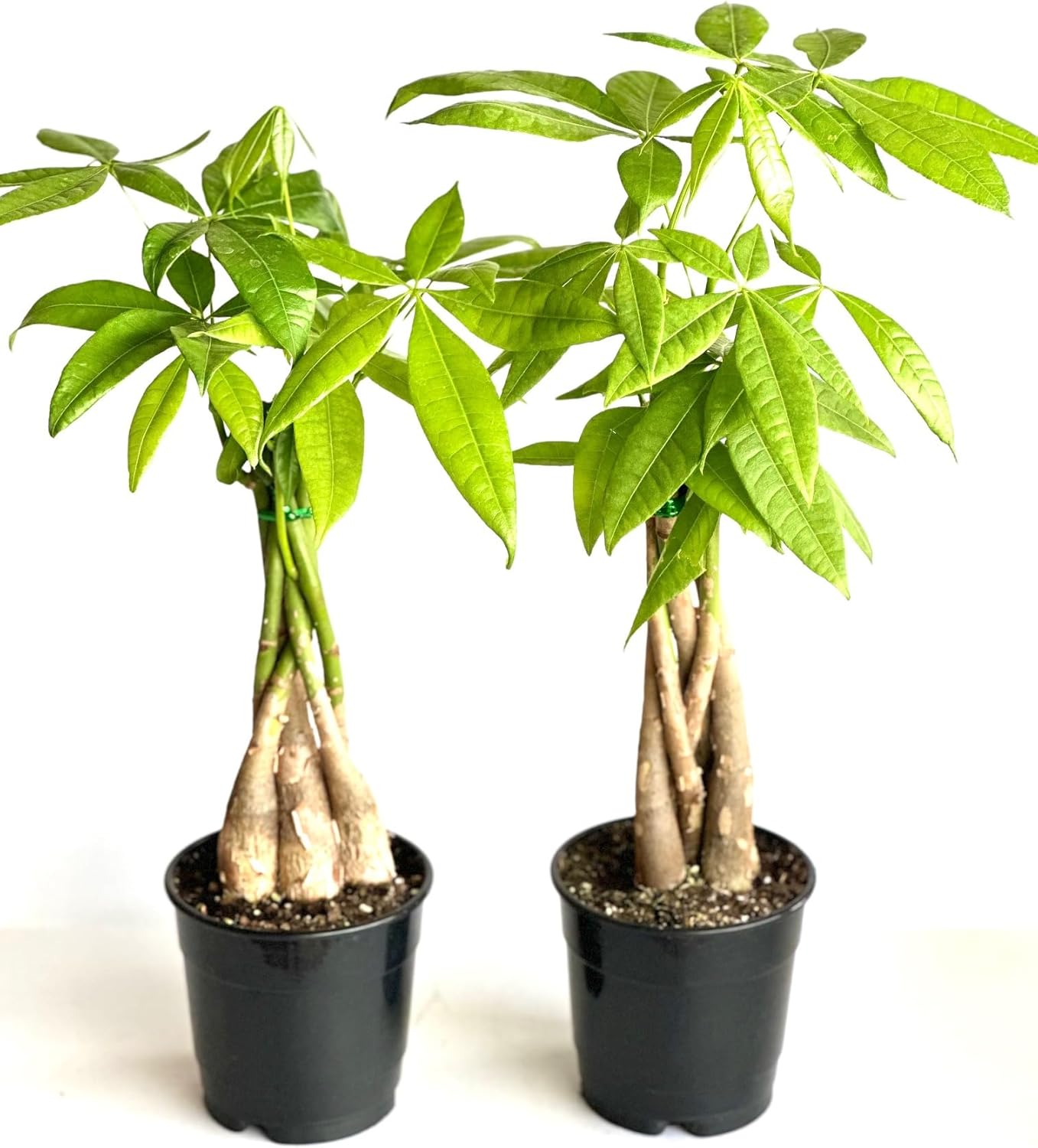 2-Pack Money Tree Pachira Plants, Braided Stems, 4 Inch Pots, Indoor Live Houseplants- La Costa Plants, Green